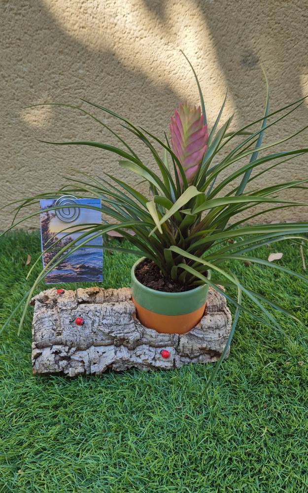 Arbre à bijoux coquillages